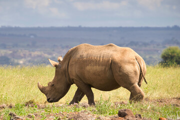 Obraz premium white rhino in the wild