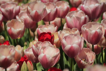 Obraz premium pink tulips in the garden