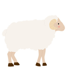 Animal sheep illustration