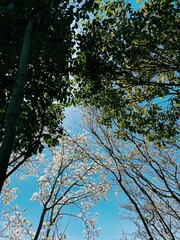 spring