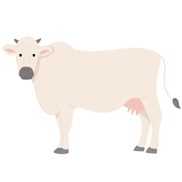 Animal cow illustration