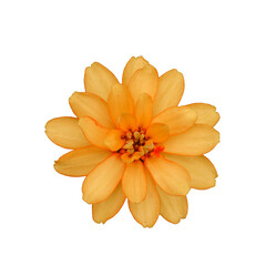 orange flower on a transparent background (PNG). 