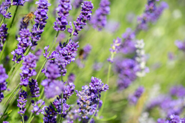 Obraz premium Spring lavender flowers under sunlight. Lilac flowers close up. Beautiful landscape of nature with a panoramic view. Hi spring. long banner