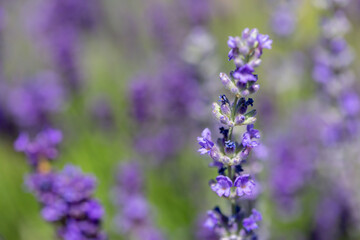 Spring lavender flowers under sunlight. Lilac flowers close up. Beautiful landscape of nature with a panoramic view. Hi spring. long banner