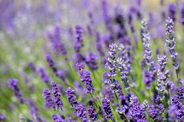 Spring lavender flowers under sunlight. Lilac flowers close up. Beautiful landscape of nature with a panoramic view. Hi spring. long banner