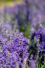 Spring lavender flowers under sunlight. Lilac flowers close up. Beautiful landscape of nature with a panoramic view. Hi spring. long banner