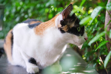 A tricolor cat sitting while playing around in the outdoors