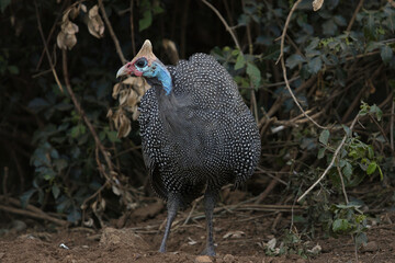 guineafowl