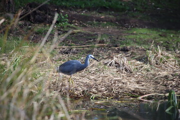 White-faced Heron (Egretta novaehollandiae), Casey Fields, Cranbourne, Melbourne, Victoria, Australia.