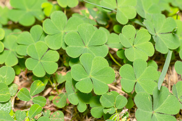 Fototapeta na wymiar Lucky Irish leaf Clover in the field for St. Patricks Day holiday symbol. with three-leaved shamrocks.