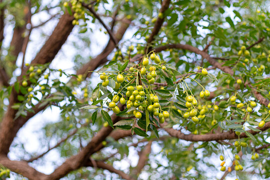 Neem fruit on tree with leaf on nature background. Azadirachta indica,neem, nimtree or Indian lilac, mahogany family Meliaceae
