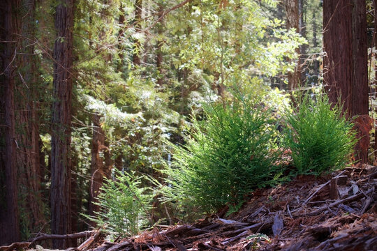 cluster of new growth evergreen redwoods with a sunny forrest background 