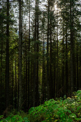 Obraz premium Narrow trail leading to green trees in forest on sunny day. Dark empty mysterious alley through the green deciduous trees. Idyllic landscape. Woodland walking trail 