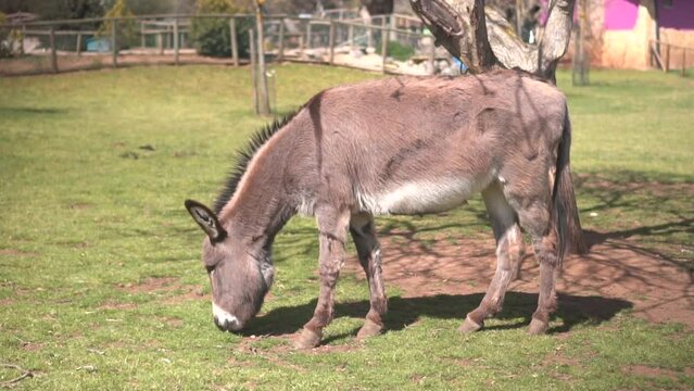 A gray and brown donkey is eating grass in slow motion.