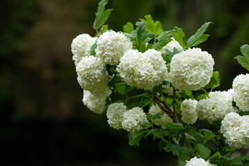 Beautiful white balls of blooming Viburnum opulus coral