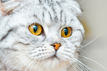 A cute fluffy gray beautiful cat,scottish fold breed.closeup portrait.