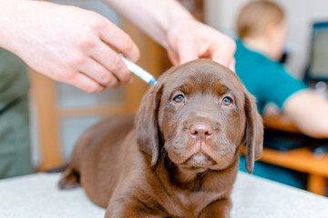 The veterinary surgeon is giving the vaccine to the brown labrador puppy.Closeup.