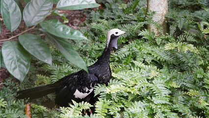 Pipile cumanensis|piping guans|Aburria pipile|普通鳴冠雉|蓝喉鸣冠雉