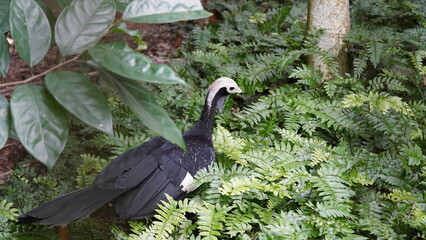 Pipile cumanensis|piping guans|Aburria pipile|普通鳴冠雉|蓝喉鸣冠雉