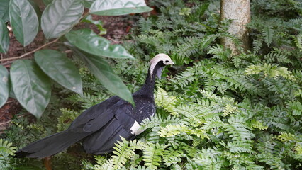 Pipile cumanensis、一般にクマーナコケリ（Kumāna kokeri）として知られています。クマーナコケリはアフリカ、特に西部および中部アフリカに生息する鳥類の一種で、美しい外見と飛び跳ねるような歩行で特徴的です。普通鳴冠雉|蓝喉鸣冠雉