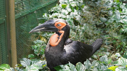 southern ground hornbill |Bucorvus leadbeateri | 紅臉地犀鳥  