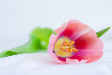 Fototapeta na wymiar One pink tulip close up lying on white background