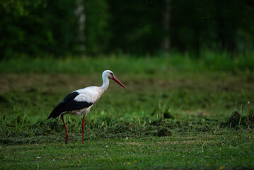 Fototapeta premium white stork (Ciconia ciconia) in the grass