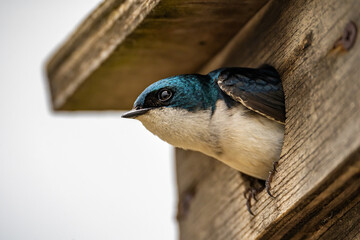 Close-up of Tree Swallow. Wildlife photography.