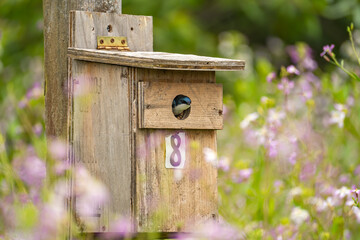 A tree swallow peeks out of its birdhouse. 