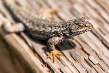 Close-up of Eastern Fence Lizard (Sceloporus undulatus) 