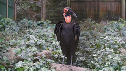 Southern ground hornbill（南部地ホームビル、学名: Bucorvus leadbeateri）は、アフリカに生息する大型のホームビル（ハチドリ目）で、その特徴的な姿勢と行動で知られています。 © Jimmy