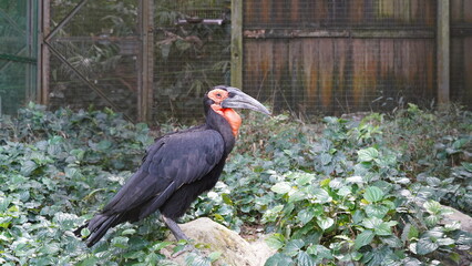 southern ground hornbill |Bucorvus leadbeateri | 紅臉地犀鳥  