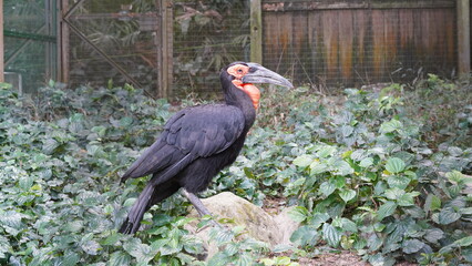 southern ground hornbill |Bucorvus leadbeateri | 紅臉地犀鳥  