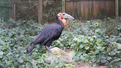 southern ground hornbill |Bucorvus leadbeateri | 紅臉地犀鳥  