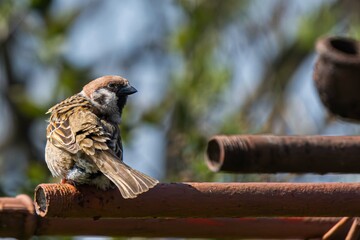 tree sparrow perched on a metal fence in the garden