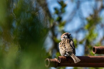 tree sparrow perched on a metal fence in the garden