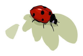 Marienkäfer