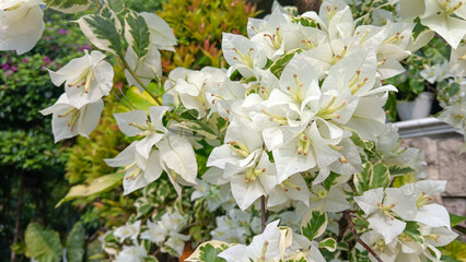 White bougainvillea flower genus of thorny ornamental vines, shrubs