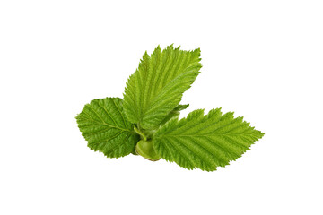 A hazelnut leaf isolated on transparent backgrpund. Hazelnut leaf cut out on transparent for design.