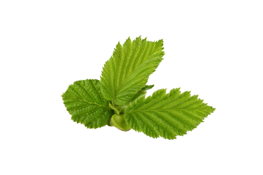 A hazelnut leaf isolated on transparent backgrpund. Hazelnut leaf cut out on transparent for design.