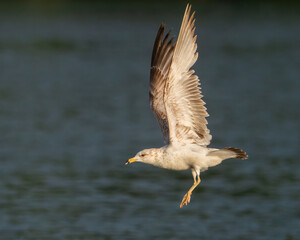 A Ring-billed Gull Flying Along the Water at Jordan Lake