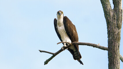 A Male Osprey Perched on a Branch