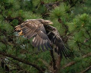 An Immature Bald Eagle Flying Along the Pine Trees
