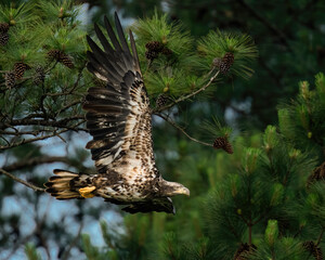 An Immature Bald Eagle  Flying Along Pine Trees