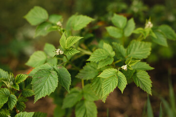 Close up of Raspberry Flower Buds on Raspberry Bushes in Spring