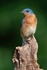 A Male Eastern Bluebird Perched
