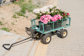 Cart with blooming rhododendrons on an organic farm on a sunny d