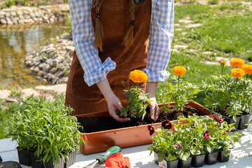 A young woman of European appearance transplants plants in a flowering garden. Garden work. Happy gardener woman in gloves and apron plants flowers on the flower bed in home garden.