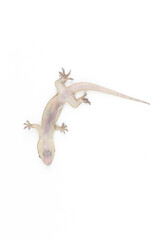 Asian House lizard (hemidactylus) isolated on white background