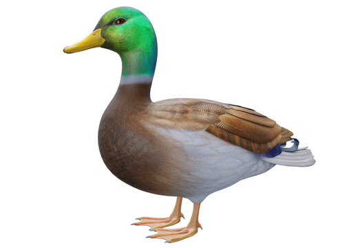 Duck green high quality 3d render